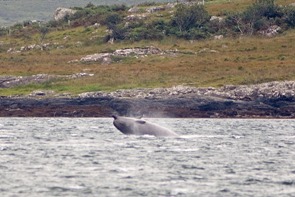 Northern bottlenose whales are deep-water specialists that occasionally visit shallower waters